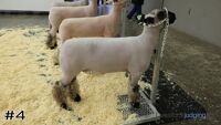 Ewe#4