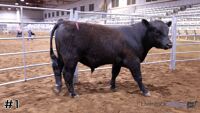 Bull #1