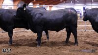 Bull #2