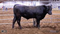 Bull #3