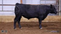 Bull #4