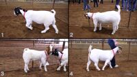All Animals