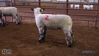 Ewe #2