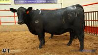 Heifer #1