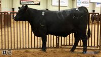 Heifer #2