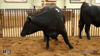 Heifer #3