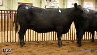 Heifer #4
