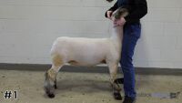 Lamb#1