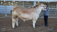 Steer#1
