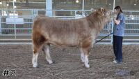 Steer#2