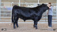 Steer#3