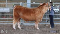 Steer#4