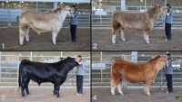 All Animals