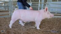 Hog#1