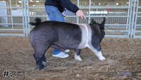 Hog#2