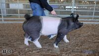 Hog#3