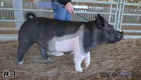 Hog#4