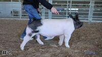 Hog#2