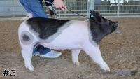 Hog#3