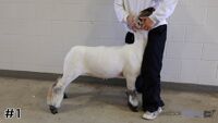 Lamb#1