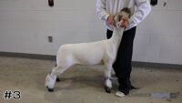 Lamb#3