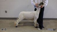 Lamb#4