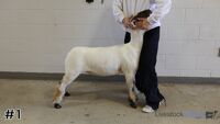 Lamb#1