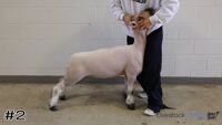Lamb#2