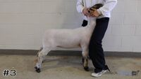 Lamb#3