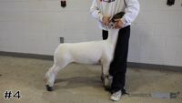 Lamb#4