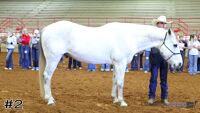 Horse#2
