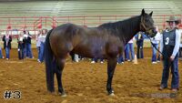 Horse#3