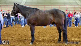 Brownsboro #6