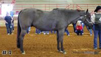 Horse#4