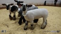 Ewe#1