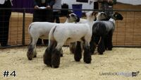 Ewe#4