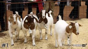 Cattlemen #11
