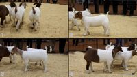 All Animals
