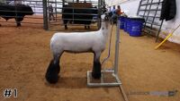 Lamb#1