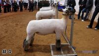 Lamb#4