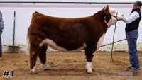 Steer#1