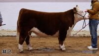 Steer#2