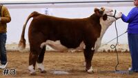 Steer#3
