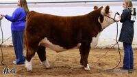 Steer#4