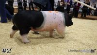 Hog#2