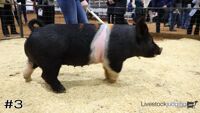 Hog#3