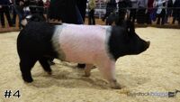 Hog#4