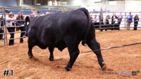 Bull#1
