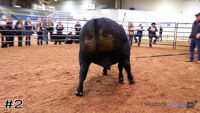 Bull#2