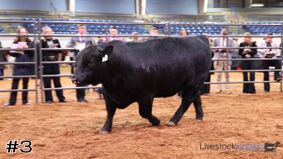 Cattlemen #5